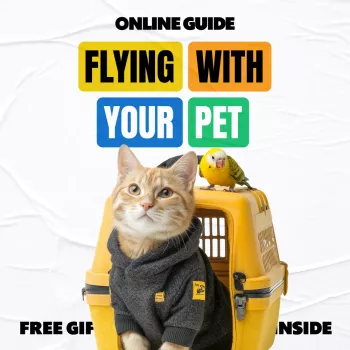 Fly With Your Pet: Checklist, Paperwork & Calm Tips